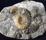 Asteroceras confusum SPATH 1925 - Bild © FossNet FossilienStore